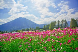生駒高原コスモス.jpg