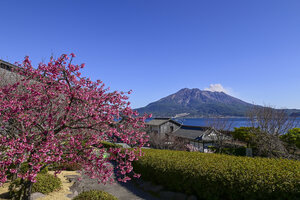 13-2早春の仙巌園 梅_Sengan-en in early spring_Plum blossoms.jpg