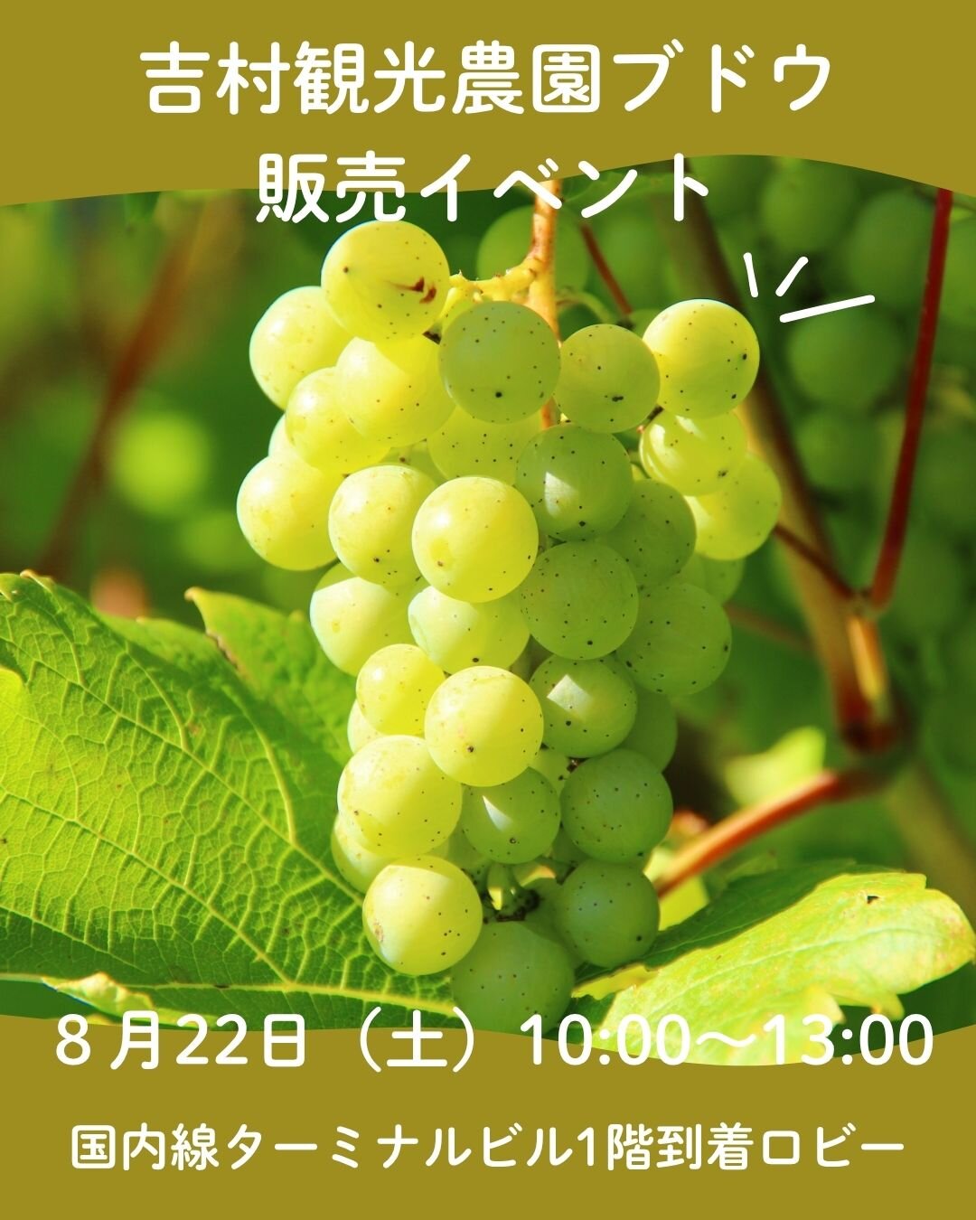 吉村観光農園ブドウ販売のお知らせ
